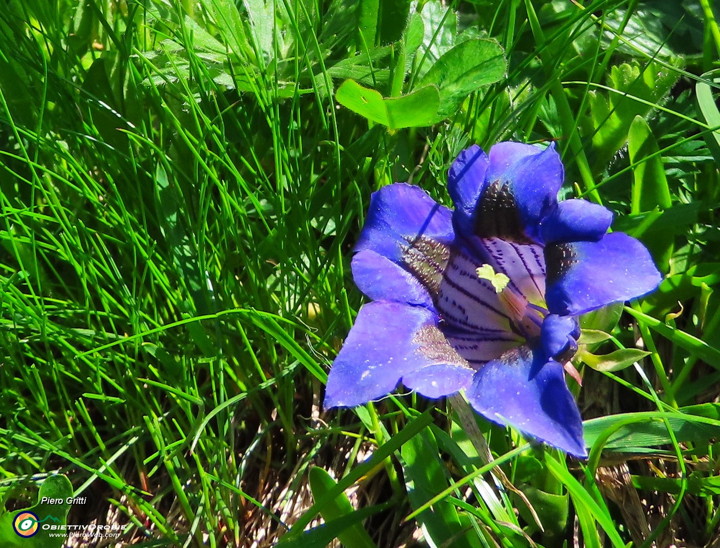 30 Gentiana acaulis (Genziana di Koch) .JPG
